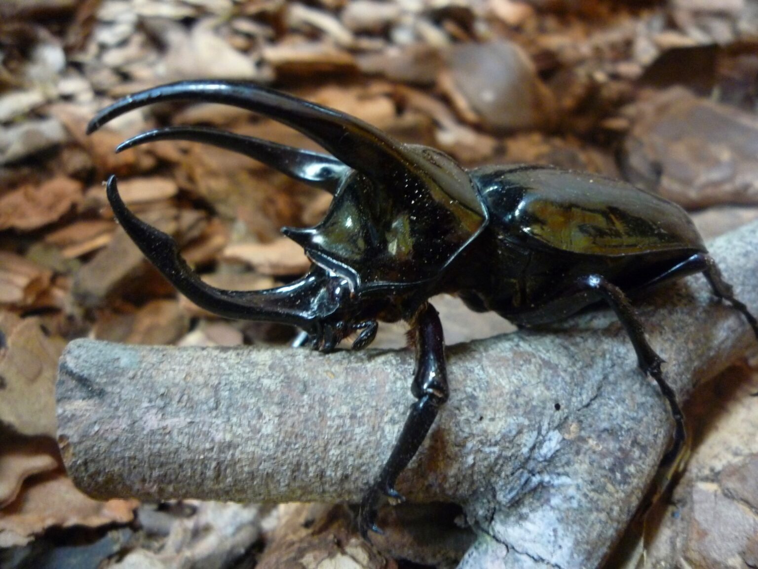 コーカサスオオカブトはどんな気性?凶暴だけど穏やかな面もある! | 昆虫王