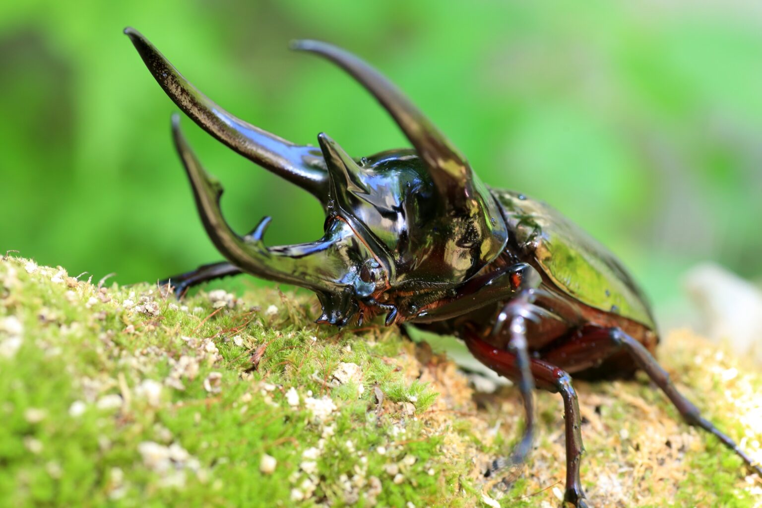 コーカサスオオカブトの幼虫と成虫の冬の飼育方法完全ガイド | 昆虫王